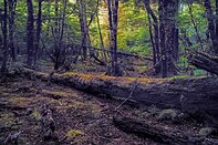 New Zealand South Island forest